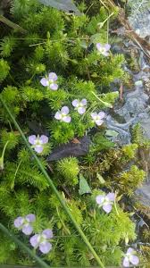 Image result for Mayacaceae