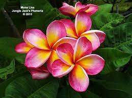 Pin By Kayla Brogan On My Tattoo Ideas Plumeria Flowers Most Beautiful Flowers Tropical Flower Plants