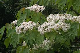 Image result for Vernicia montana