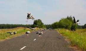 Weitere ideen zu tschernobyl, verlassene orte, vergessene orte. 30 Years After Chernobyl Here S What Radioactivity Is Doing To Wildlife