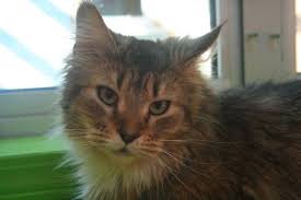 If you purchased a kitten from her with congocoons. Surrendered Comox Valley Cats Nearing Adoption Through Spca Comox Valley Record