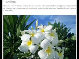 Myflowertree has a huge den of green gifts that can be sent to your loved ones in their celebratory time. Top 10 Most Fragrant Flowers In India Youtube Indian Flowers Fragrant Flowers Flowering Trees