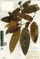 Image result for Ixora brachypoda