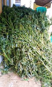 Daun turi oleh penduduk pulau karimunjawa, jawa tengah, biasa digunakan sebagai bahan pewatna tradisional. Manfaat Daun Singkong Untuk Pakan Ternak Adalah Ini