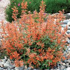 Best hummingbird flowers for pots. Hummingbird Container Garden High Country Gardens