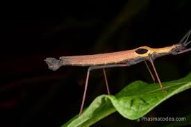 Image result for Pseudopod Ospermum