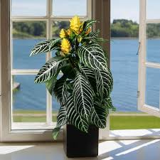 Image result for Aphelandra