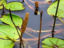 Image result for Potamogetonaceae