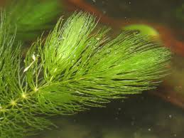 Image result for Ceratophyllum