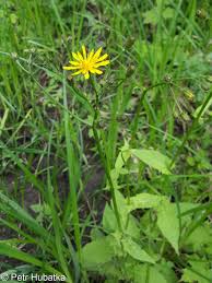 Image result for Crepis