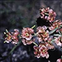 Image result for Chenolea