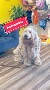 Image result for Komondor