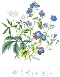 Image result for Hydrophyllaceae