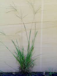 Image result for Digitaria pseudodiagonalis