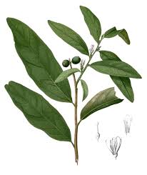 Image result for Olax obtusifolia
