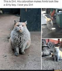 keeping sadness at bay with another purrfect caturday cute baby animals cute little animals cute animals