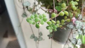 Image result for Crassula expansa