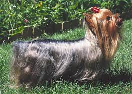 The world small animal veterinary association and the european convention for the protection of pet animals are also against this tail docking practice on yorkies and have passed. Knowing What An Ideal Yorkshire Terrier Looks Like Dummies