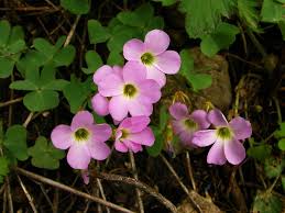 We did not find results for: Oxalis Violacea Wikipedia