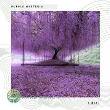 Kumpulan gambar dan foto bunga dengan kualitas hd. Wisteria Harga Terbaik Agustus 2021 Shopee Indonesia