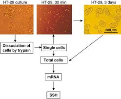 Tomedes translation agency explores cultural traditions from around the world, looking at strange customs and practices from a selection of cultures and peoples. Identification Of Differentially Expressed Genes Involved In The Formation Of Multicellular Tumor Spheroids By Ht 29 Colon Carcinoma Cells Molecular Therapy