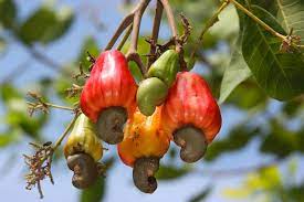cashew fruits and nuts cashew cashew nut cashew tree