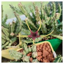 Image result for Orbea lugardii