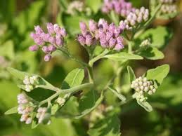 Image result for Pluchea