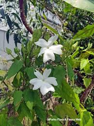 Image result for Thunbergia annua