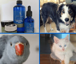 Colloidal silver is fairly versatile in the ways that it can be administered. Colloidal Silver And Your Pets Wendyls Green Goddess