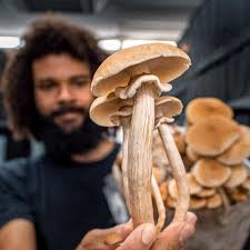 In fact, growing your own mushrooms will also give you the peace of mind of eating it with pleasure, minus the worry that you might be eating something. Why Growing Mushrooms At Home Is Everyone S New Pandemic Hobby Life And Style The Guardian