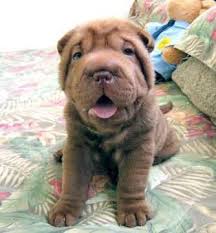 Cutest Puppy Wrinkly Dog Baby Animals Chinese Shar Pei