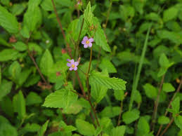 Image result for Melochia