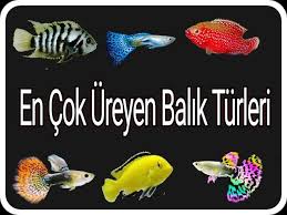 Akvaryumda En Kolay Ureyen Baliklar Youtube