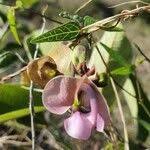 Image result for Wajira grahamiana