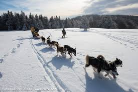 Comparatively, chiens de traineaux is not a professional organization. Reve De Nord Chiens De Traineau Toute L Annee