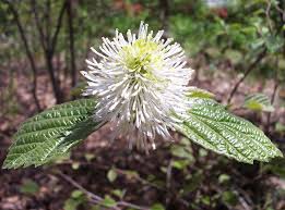 Image result for Hamamelidaceae