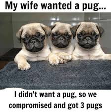 38 Scrappy Memes For Small Dog Lovers Lovely Animals World Pug Memes Pugs Funny Meme Cute Pug Puppies