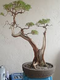 Ramai pemain bonsai amat gerun dengan fenomena pokok cucur atap, lebih lagi kepada pemain baru.sudah banyak cerita dan pengalaman dari mereka yang lama berkecimpung dengan spesis. Bonsai Melaka For Sale Beckea Cucur Atap Finished Facebook