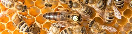 Our queens are guaranteed to arrive alive. Queen Bees For Sale Queen Cells Italians And More Heritage Bee Farm