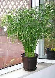 Image result for Cyperus