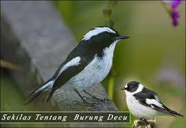 Dalam membedakan jantan dan betina, bagi yang sudah terbiasa dengan burung anis kembang pasti bisa dengan mudah dan cepat membedakan jantan dan mata burung anis kembang betina terlihat lebih datar dan tidak menonjol. Sekilas Tentang Burung Decu Zanuarshandy