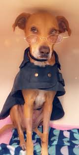 Peekapoo wins best in show trophy