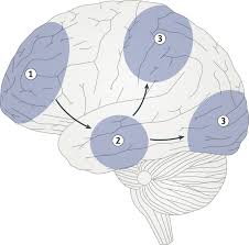 The Human Imagination The Cognitive Neuroscience Of Visual Mental Imagery Nature Reviews Neuroscience Cognitive Visual Imagery