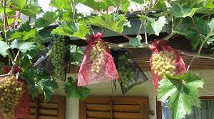 Maybe you would like to learn more about one of these? Protect Grapes From Wasps And Wasps Frass With Organza Bag For Grapes Organzabeutel24