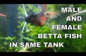 Betta Fish Care How To Keep A Male And Female Betta Together In The Same Tank Betta Fish Care Betta Betta Fish