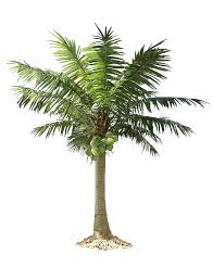 Are you looking for the best palm tree transparent background for your personal blogs, projects or designs, then clipartmag is the place just for you. Palm Tree Png Fake Palm Tree Palm Tree Png Tree Photoshop
