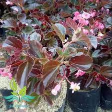 Taman begonia taman bunga romantis yang bikin lupa mantan. Jual Tanaman Hias Bunga Begonia Pink Terbaru Juli 2021 Blibli