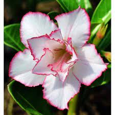 pin em rosa do deserto