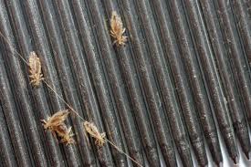 Pin On Pictures Of Lice And Nits